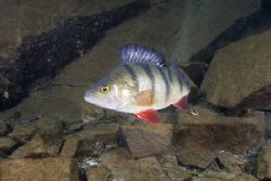 Perch. Stoney cove. D200, 20mm. by Derek Haslam 